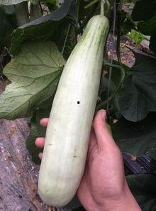 哪个网红连麦吃瓜是真的,是炒作还是真实事件？  第2张