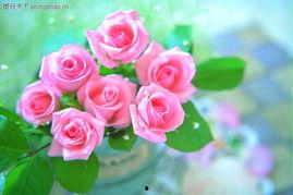 圣诞玫瑰在线观看,在线观看,探寻神秘圣诞节的浪漫传说 第2张 圣诞玫瑰在线观看,在线观看,探寻神秘圣诞节的浪漫传说 第2张